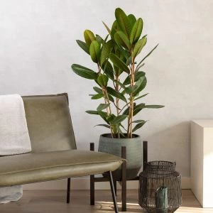 Ficus Tresor