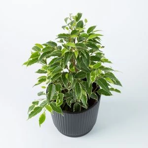Ficus Benjamina Kinky