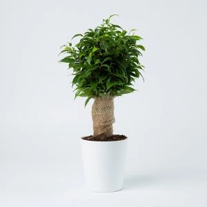 Ficus Natasja op stam (35cm) in witte pot