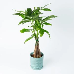 Geldboompje | Pachira