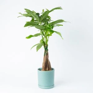 Geldboompje Pachira inclusief pot