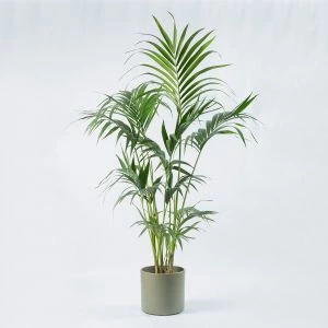 Kentia Howea Forsteriana modefoto vooraanzicht