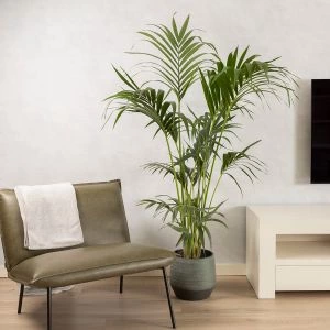 Kentia Howea Forsteriana