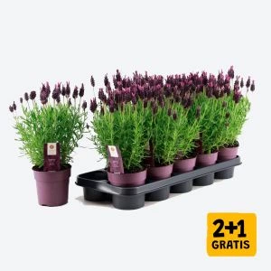 Lavandula Anouk 35cm