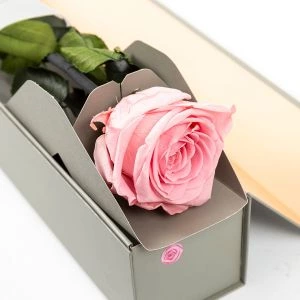 Lang houdbare roos roze ingezoomd