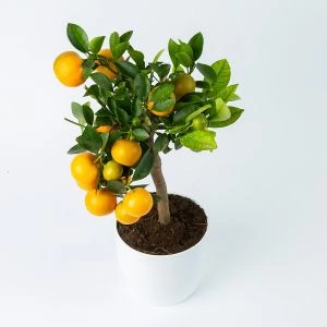 Mandarijnenboompje | 40cm