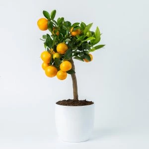 Mandarijnenboompje inclusief witte pot