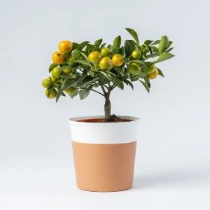 Mini mandarijnenboompje inclusief pot
