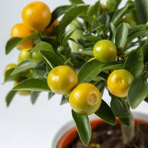 Mini Mandarijnenboompje