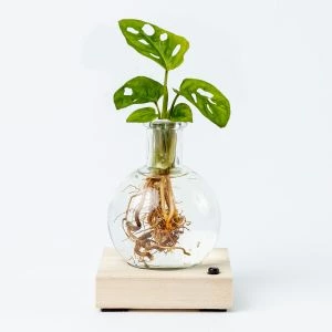 Lichtplantje in bolglas met LED verlichting