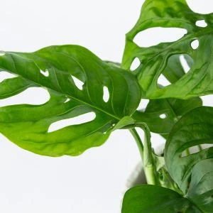 Lichtplantje Monstera