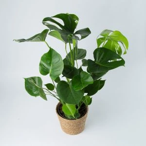 Monstera Gatenplant kopen
