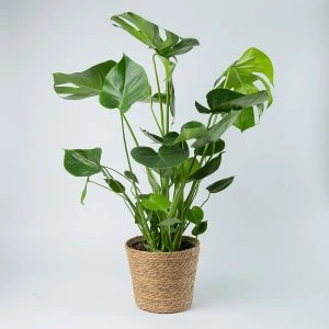 Monstera Deliciosa gatenplant in mand