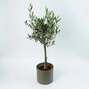 Olijfboom op stam (80cm) inclusief groene pot bovenaf