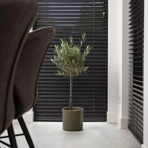 Olijfboom op stam | Incl. Pot