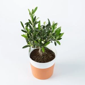 Olijfboompje Olea Europea