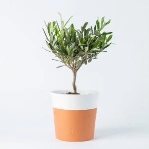 Olijfboompje in terracotta white pot (modelfoto)