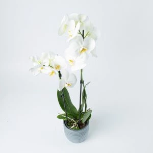 Orchidee Wit 2-Tak