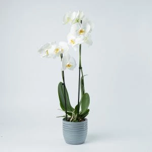 Orchidee wit in grijze pot 