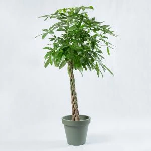 Pachira Aquatica modelfoto