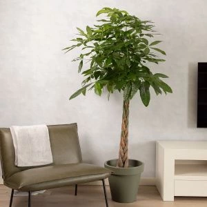 Pachira Aquatica | 180cm 