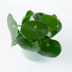 Peperomia Dwergpeper