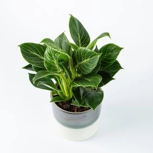 Philodendron White Wave