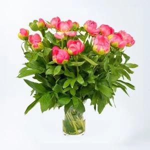 Roze pioenrozen in vaas