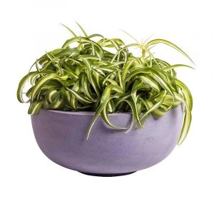 Pot Ducos Small Grey (H15 Ø33)