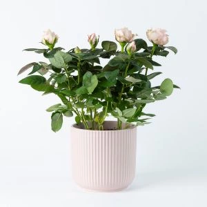 Potroos roze inclusief lichtroze sierpot