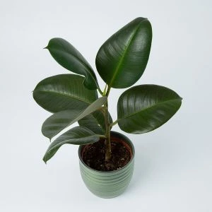 Rubberplant inclusief pot bovenaanzicht