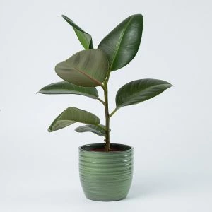 Rubberplant