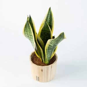 Sanseveria (Vrouwentong)