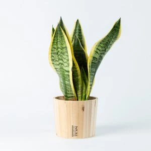 Sanseveria (vrouwentong) in houten pot