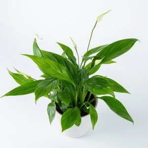 Spathiphyllum | Lepelplantje