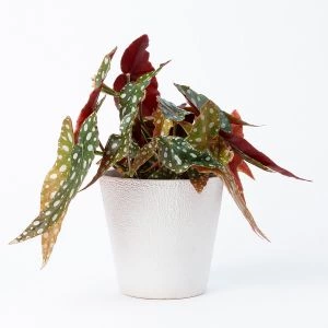 Stippenplantje in witte pot