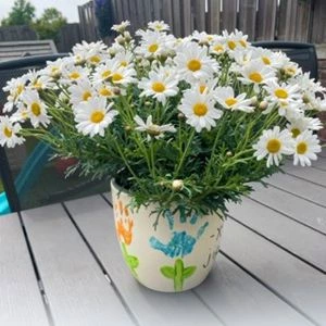 Struikmargriet met handverf afdrukken op pot