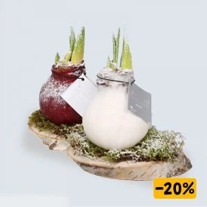 Wax Amaryllis bol met sneeuw op houten boomschors