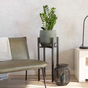 Zamioculcas Zamiifolia