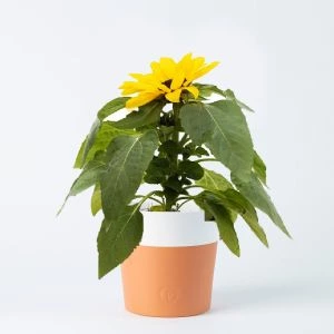 Zonnebloem plantje inclusief Terra Cotta Pot