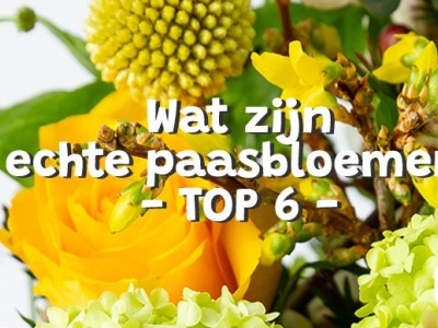 Wat zijn de meest bekende paasbloemen? We hebben de top 6 op een rijtje gezet!