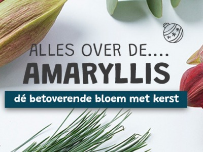 Amaryllis: dé kerstbloem tijdens de feestdagen!
