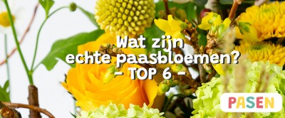 Wat zijn de meest bekende paasbloemen? We hebben de top 6 op een rijtje gezet!