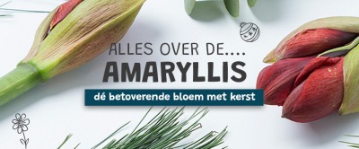 Amaryllis: dé kerstbloem tijdens de feestdagen!