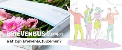 Brievenbusbloemen: Wat zijn het en waarom zijn ze zo populair?