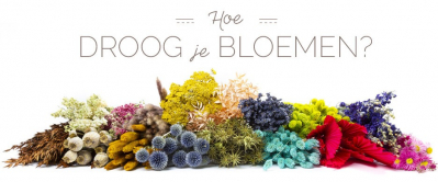 Droogbloemen | Hoe droog en verzorg je ze?