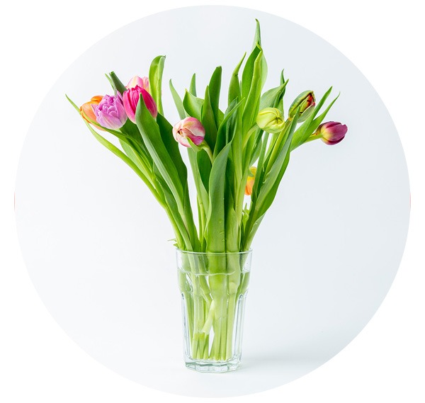 Tulpen images