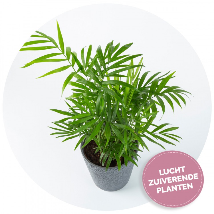 Luchtzuiverende Planten images