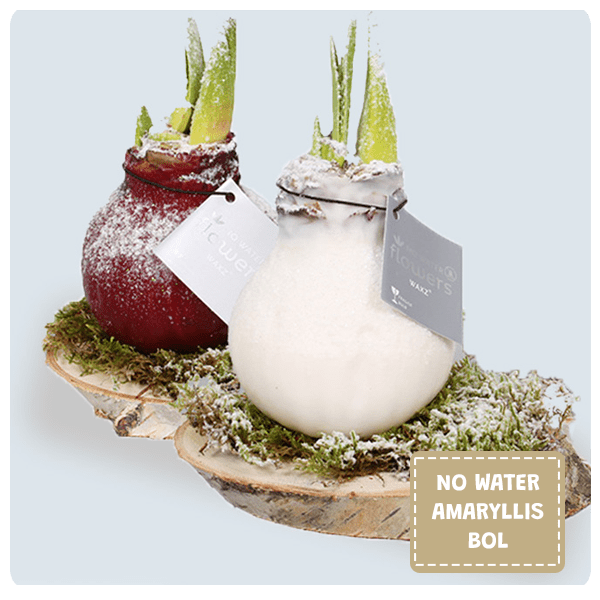 No Water Amaryllis Bol