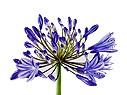 Agapanthus Bluety 8+ bloem pot 24 (2475410OZ) - FloraXchange